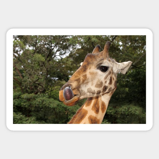 Rothschild's Giraffe Portrait, Kenya Sticker by Carole-Anne